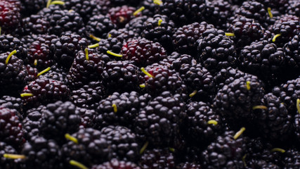 Fresh dark ripe mulberry