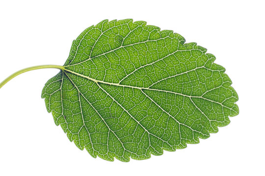 Textured mulberry leaf against a white background.