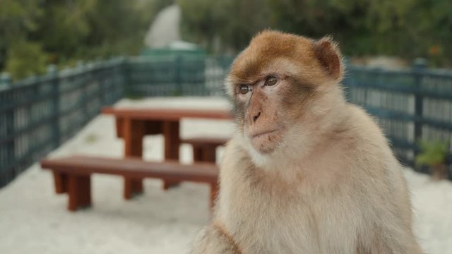 Monkey playing on a beach in sea. macaque monkey sitting near water. Monkey rest in seaview during vacation. Monkey portrait close up family