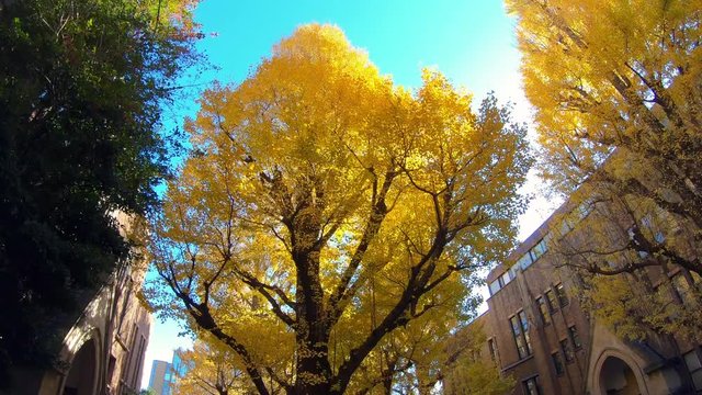 Big Ginkgo tree on blue sky, Yellow leaves on canopy. Autumn season background concept