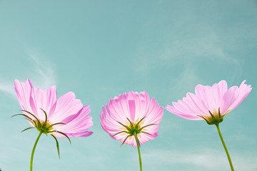Cosmos flower with sky background.