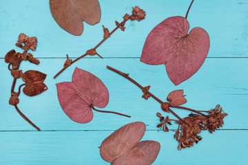 Leaves on blue wooden background.