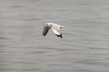 Seagull flying over the sea.