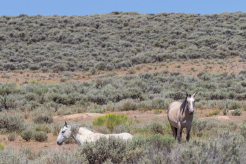 Wild Horses in the Colorado High Desert