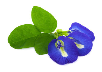 blue pea flowers on white background
