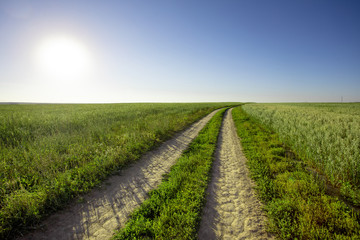 Fototapeta na wymiar Dirt road in the field, going beyond the horizon. Sunbeam illuminates the fields of wheat.