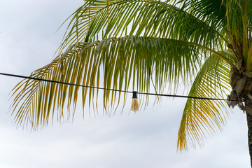 palm tree on background of blue sky