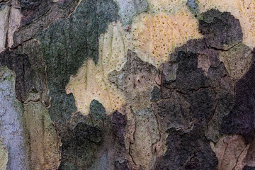 structured tree skin 