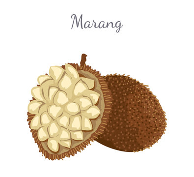 Marang Exotic Juicy Fruit Vector Isolated Terap