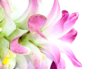 Fototapeta premium Curcuma Close up