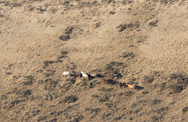 Wild Horses in the Colorado High Desert