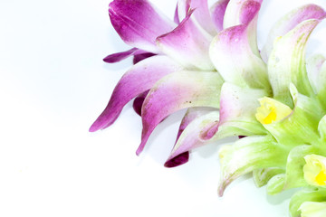 Fototapeta premium Curcuma Close up