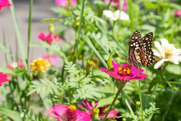 Butterflies in a beautiful flower garden