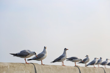 Seagulls standing on pier, Samut Prakan, Thailand