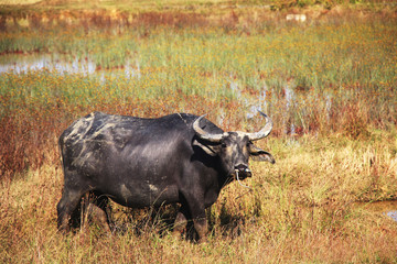 buffalo in the field