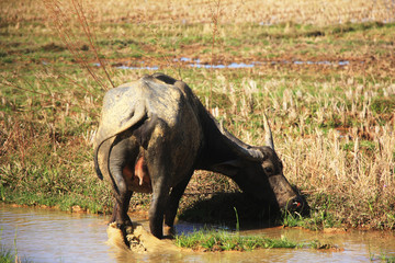 Fototapeta premium buffalo in the field on summer.