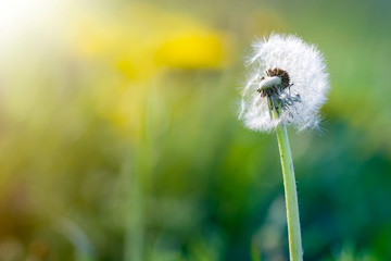 Closeup picture of beautiful overblown white puffy flower dandelion with tiny black seeds standing...