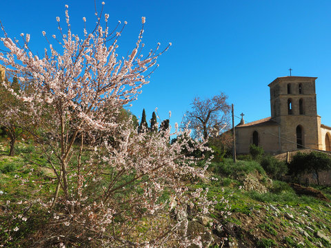Mallorca im Fr&uuml;hling - Mandelbaum in Arta