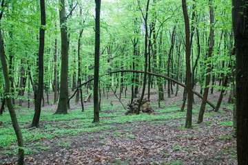 track in the green forest, green grass, black trunks