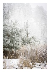 Zima w lesie - obrazy, fototapety, plakaty
