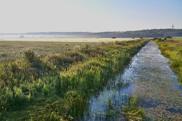 Foggy summer morning