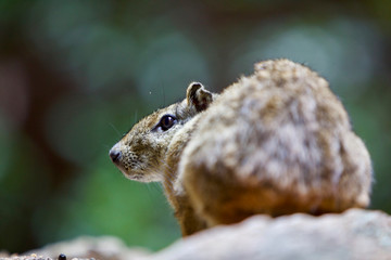 Mocó, animal que abita o Parquer Nacioanl da Serra da Capivara - Coronel José Dias - Piauí - Brasil 04/2018
