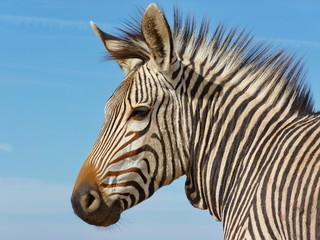 Fototapeta na wymiar Zebra Kopf