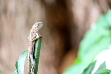 Lizards climb the top tree to look for food from a high place