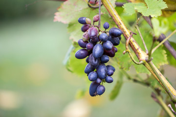 Close-up of vine branch with green leaves and isolated golden blue ripe grape cluster lit by bright...