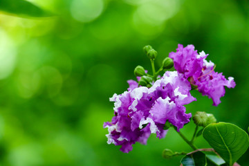 Queen's crape myrtle or Inthanin purple flowers
