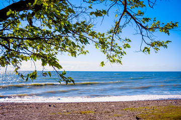 tree on the beach . seascape view