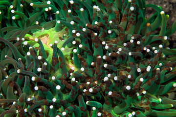 Sea anemone detail