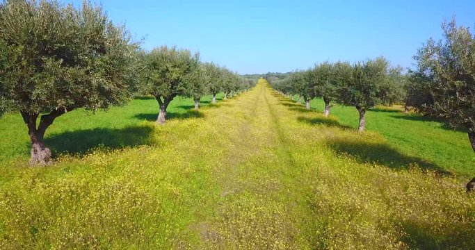 Drone aerial video of flowery Giant olive grove in Alentejo Portugal