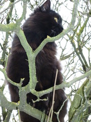 Chats perch&eacute;s