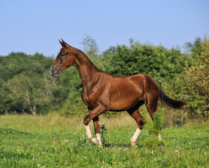 Slim bay Akhal-Teke mare walking in the summer pasture. Horizontal, sideways.