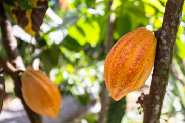 cocoa pods in a plantation in Costa Rica