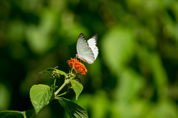 butterfly on flower