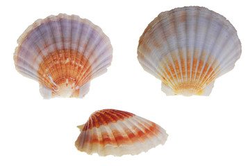 Jakobsmuschel, freigestellt auf weißem Hintergrund