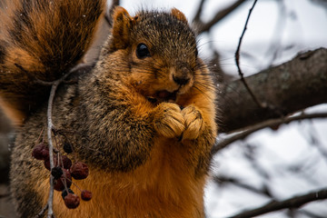 squirrel eating a nut