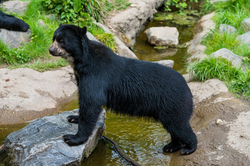 Naklejka premium Black Bear. Ursus americans