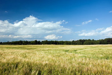 Obraz premium Large field of barley, forest and white clouds in the sky