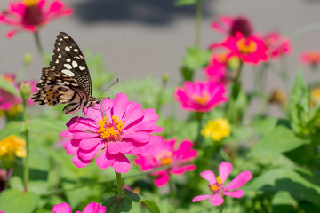 Butterflies in a beautiful flower garden