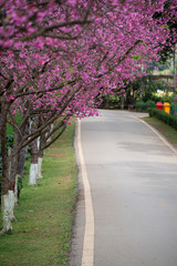 Fototapeta na wymiar Pink sakura with beautiful road Doi Ang Khang, Chiang Mai , Thailand