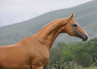 Portrait of palomino akhal teke horse sideways without bridle outside with mountains on the...