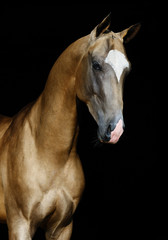Obraz premium Portrait of a golden akhal teke stallion in three quarters view isolated on black background. Vertical photo.