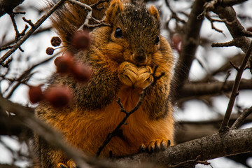squirrel on tree 