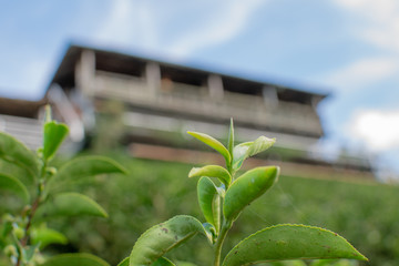 A tea plantation is planted on high ground.