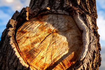 Tac&oacute;n de rama cortada