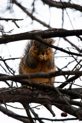 squirrel on tree
