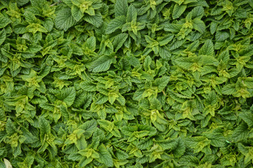 The fresh mint seedlings, excellent for tea